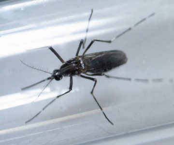 EE UU confirma el vínculo del virus del Zika con la microcefalia