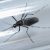 Cucaracha